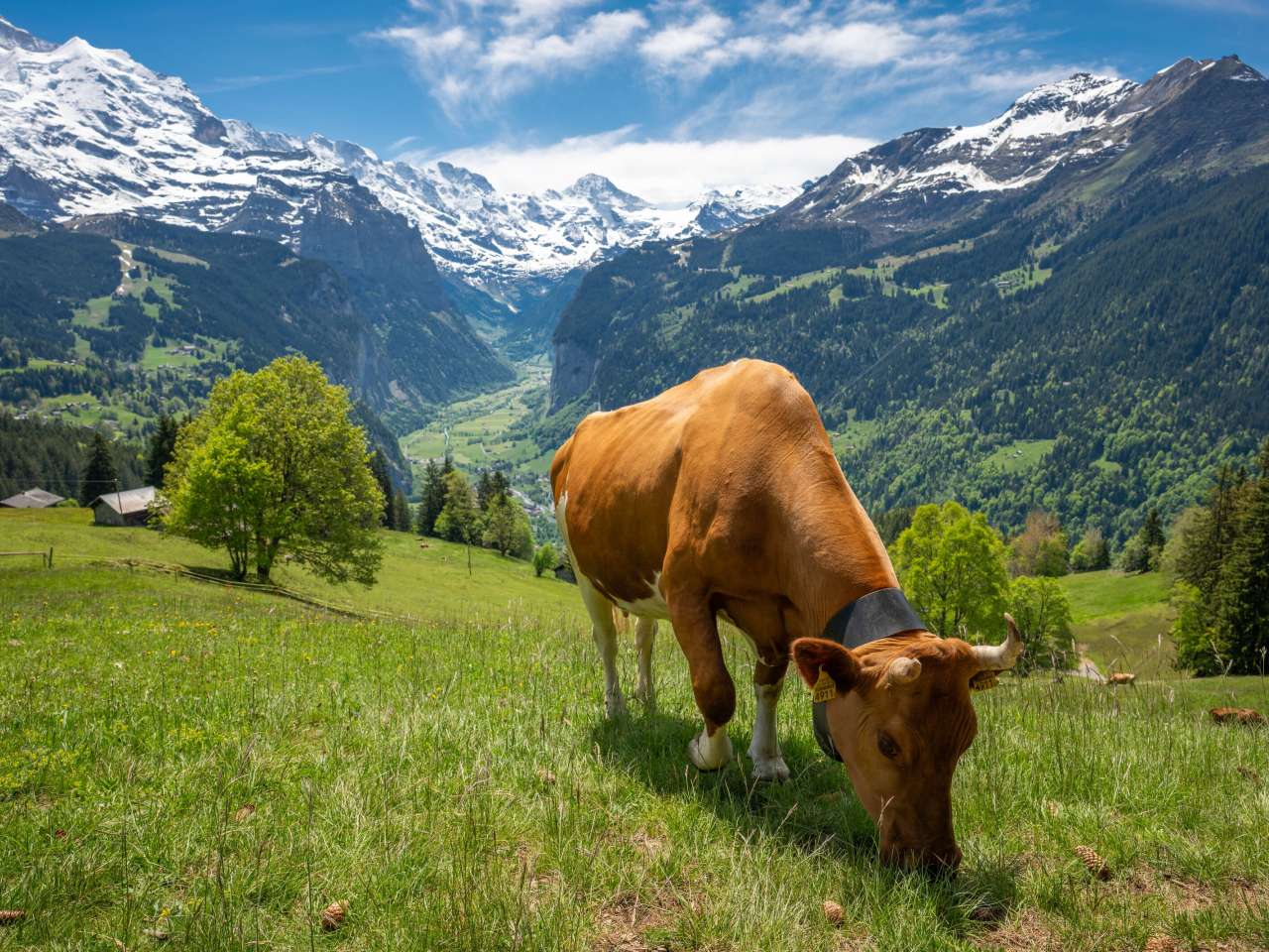Vache à Wengen avec vue sur la vallée de Lauterbrunnen