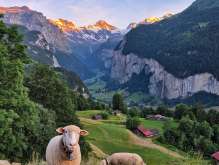 Mehrere Schafe stehen auf einer Wiese oberhalb vom Lauterbrunnental. Die steilen Felswände und Wasserfälle liegen im Hintergrund, während warmes Abendlicht die Berglandschaft und das Tal stimmungsvoll beleuchtet.