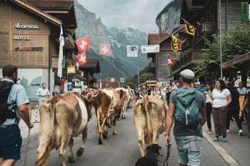 During the Alpabzug in September, marking the beginning of fall in Lauterbrunnen, the cows make their way from the alp to the village. The herdsmen lead the decorated animals through the village streets, and many onlookers celebrate their arrival.