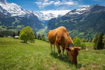 Cow in Wengen with a view of the Lauterbrunnen Valley