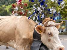 A light-brown cow adorned with flowers and a cowbell walks through Lauterbrunnen during the Alpabzug. She is accompanied by a person, while spectators watch the procession from the side of the road.