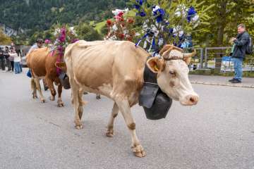 A light-brown cow adorned with flowers and a cowbell walks through Lauterbrunnen during the Alpabzug. She is accompanied by a person, while spectators watch the procession from the side of the road.