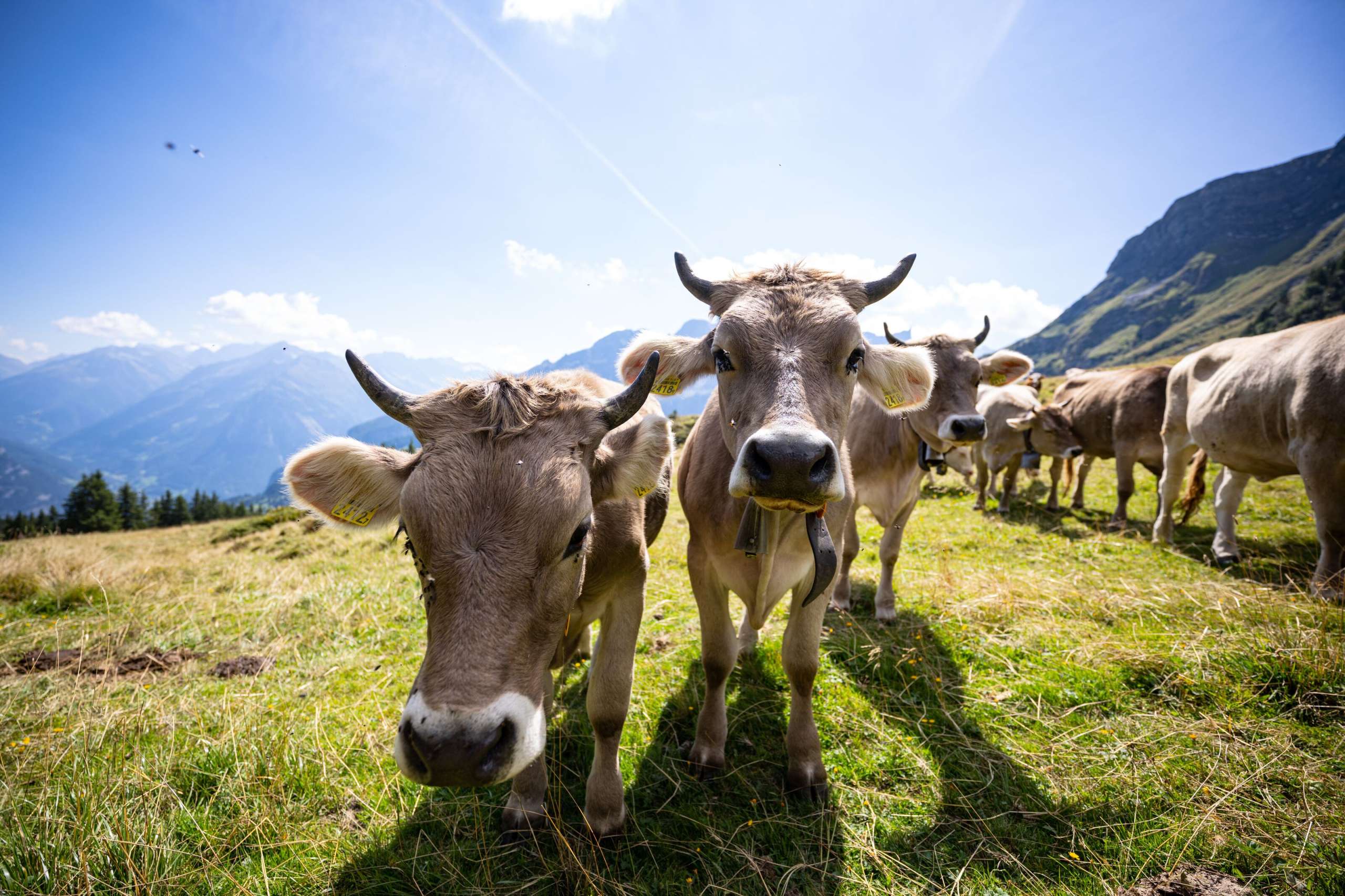 La vache s'arrête un instant de brouter et regarde la caméra avec curiosité. À l'horizon, on aperçoit le panorama montagneux estival.