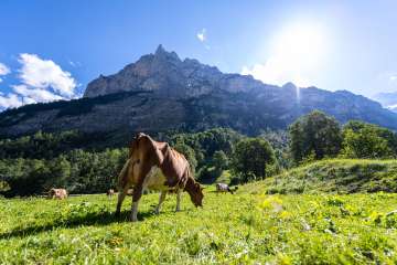 Cows are grazing in a pasture in the Lauterbrunnen Valley. The mountain panorama stretches out in the background.