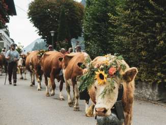 During the Alpabzug in September, marking the beginning of fall in Lauterbrunnen, the cows make their way from the alp to the village. The herdsmen lead the decorated animals through the village streets.