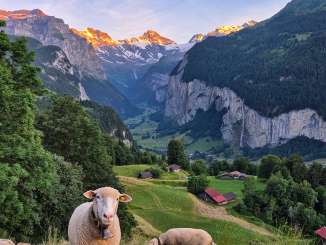 Several sheep are standing in a meadow above the Lauterbrunnen Valley. The steep cliffs and waterfalls are visible in the background, while the warm evening light casts a atmospheric glow over the mountain landscape and the valley.